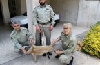کشف و ضبط یک قبضه اسلحه قاچاق و یک تخته پوست شنگ در فومن