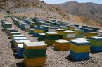 فصل کوچ زنبورداران به مراتع ییلاقی آغاز شد 
