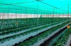 اجرای طرح پایلوت کشت زنجبیل با سایبان های نوین در ایران
