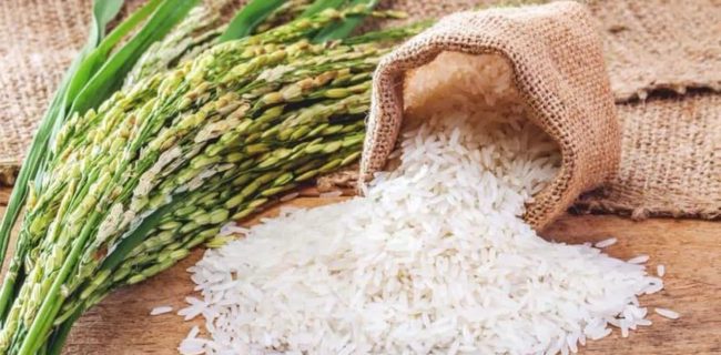 طرح نظارتی ویژه شالیکوبی در گیلان آغاز شد/ نرخ تبدیل شلتوک به برنج سفید مصوب شد