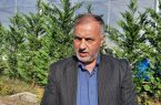 فعالیت اولین باغ مادر تولید نهال کیوی در دهستان قاضیان بخش سنگر شهرستان رشت/ نهال و میوه ای با طعم دانش بنیان