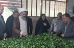 سرمایه‌گذاری در بخش چای نتیجه‌بخش خواهد بود