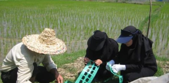 برنجکاران گیلانی از زنبورهای تریکوگراما علیه کرم ساقه خوار برنج استفاده کنند
