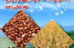 دومین جشنواره بادام زمینی و برنج در بخش لشت نشاء برگزار می گردد