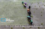 ۲۹ هزار کشاورز در گیلان محصولات خود را بیمه کردند