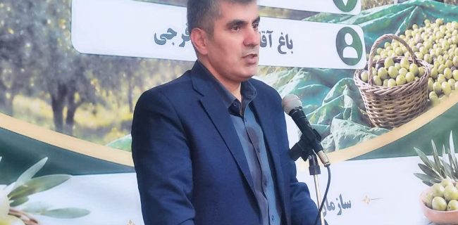 زنجیره زیتون در جنوب گیلان تکمیل شود/بازارچه تخصصی؛ مطالبه‌ای که می‌تواند بازار زیتون را سامان دهد