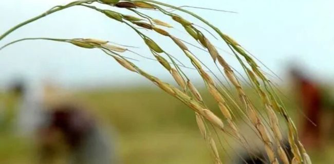 تاکید بر تداوم طرح جهش تولید برنج در مسیر افزایش خوداتکایی و تقویت امنیت غذایی