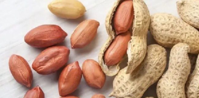 تولید ۱۱ هزار تن بادام‌زمینی خشک در گیلان